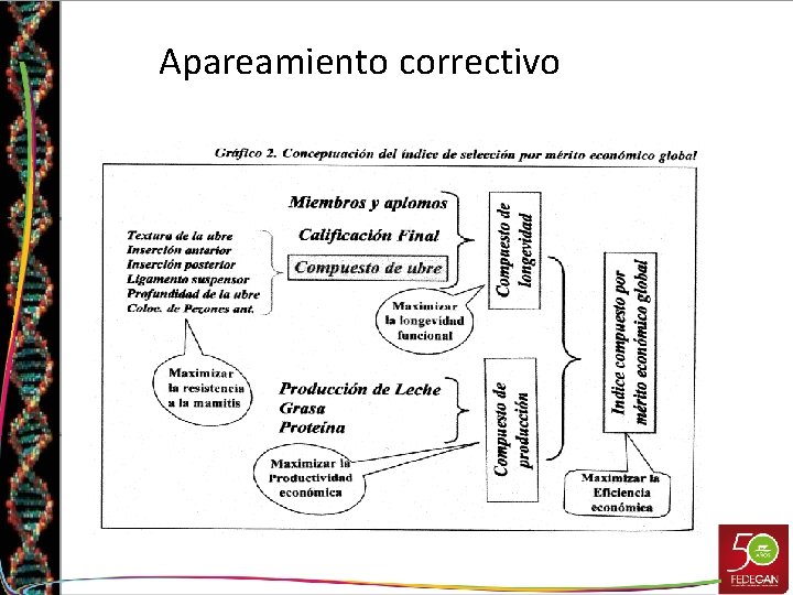 Apareamiento correctivo 