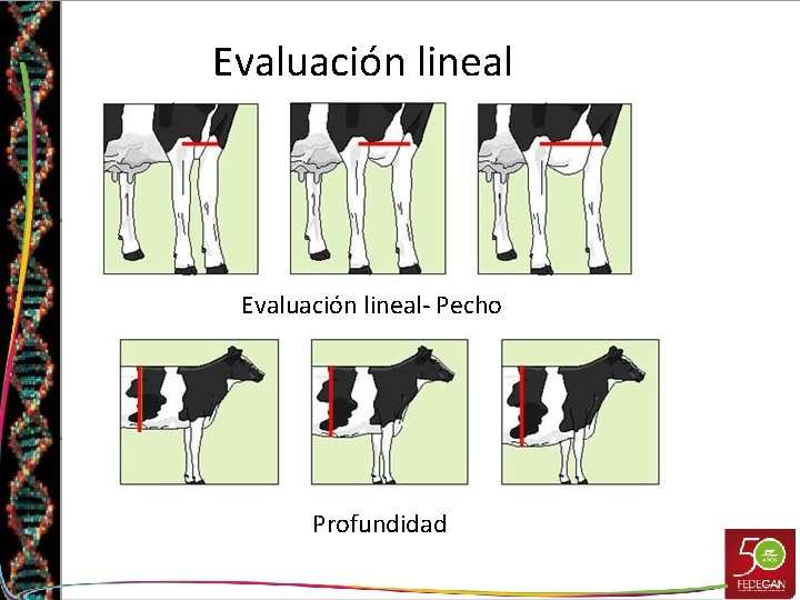 Evaluación lineal- Pecho Profundidad 