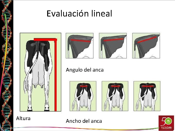 Evaluación lineal Angulo del anca Altura Ancho del anca 