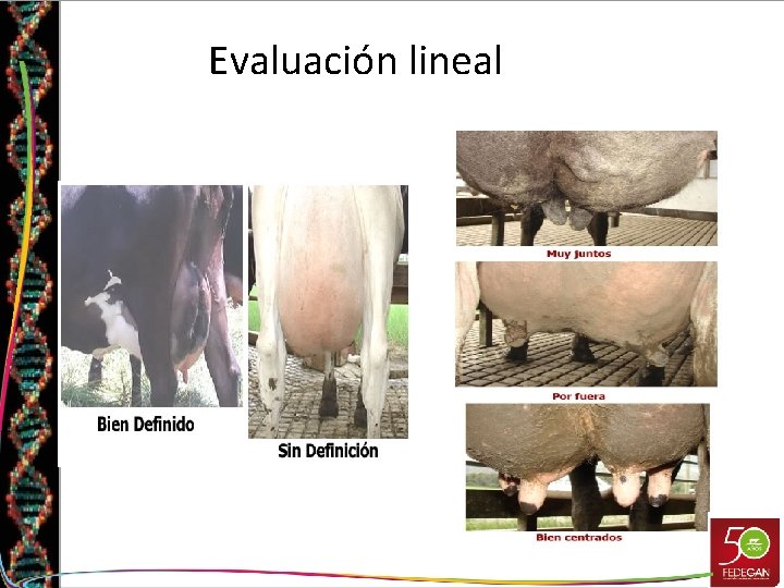 Evaluación lineal 