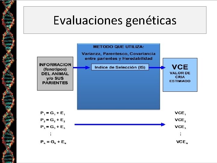 Evaluaciones genéticas 