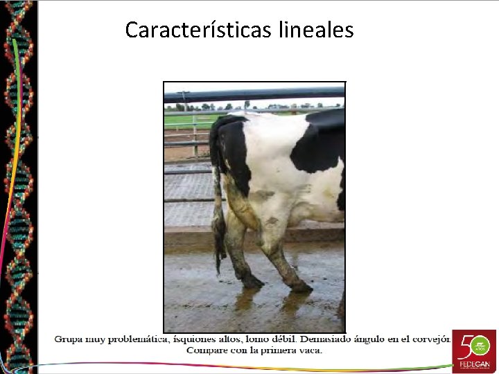 Características lineales 