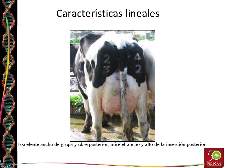 Características lineales 