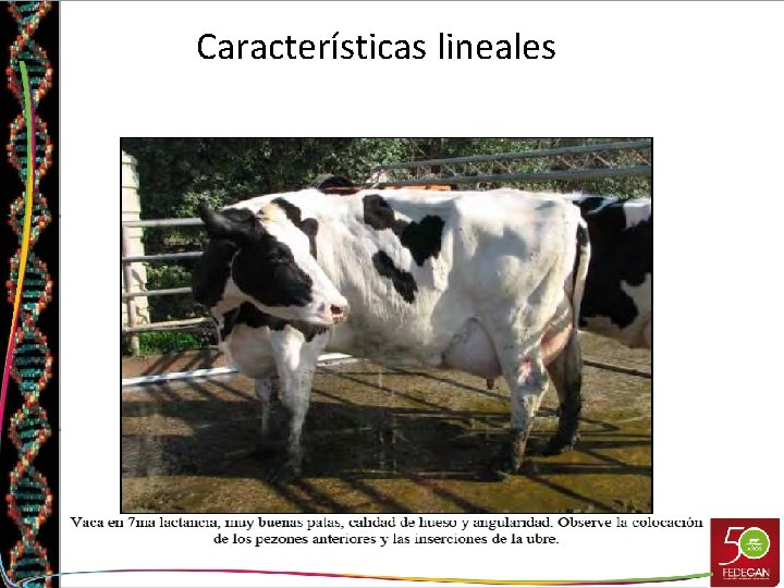 Características lineales 