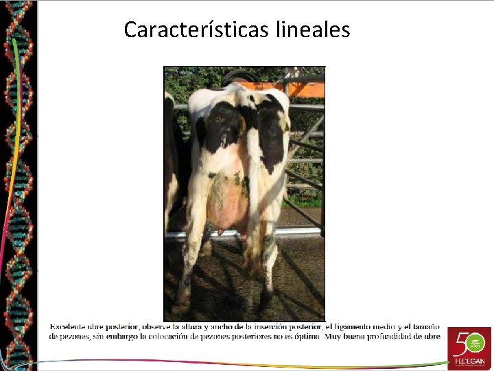 Características lineales Características lineales