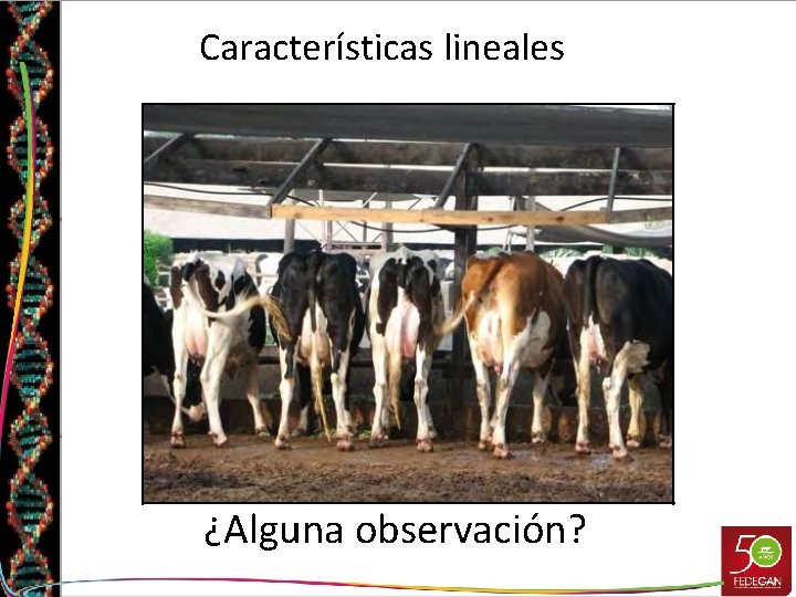 Características lineales ¿Alguna observación? 