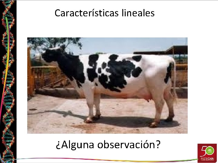 Características lineales ¿Alguna observación? Características lineales ¿Alguna observación?