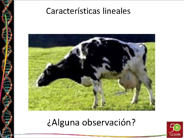 Características lineales ¿Alguna observación? 