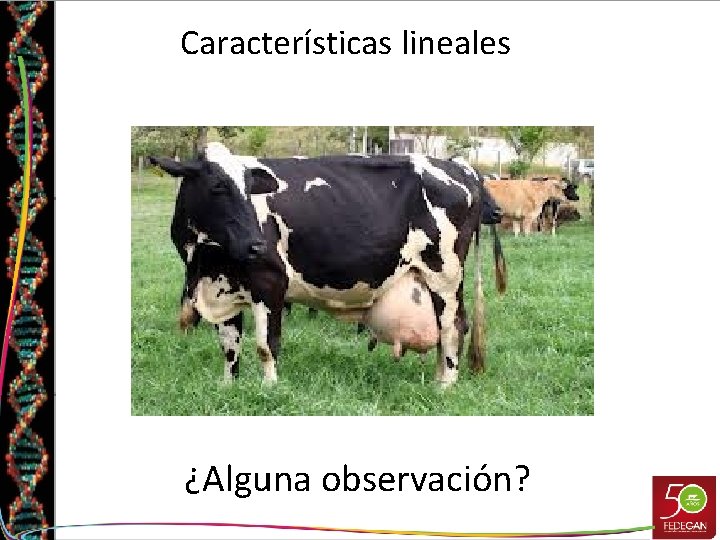 Características lineales ¿Alguna observación? 