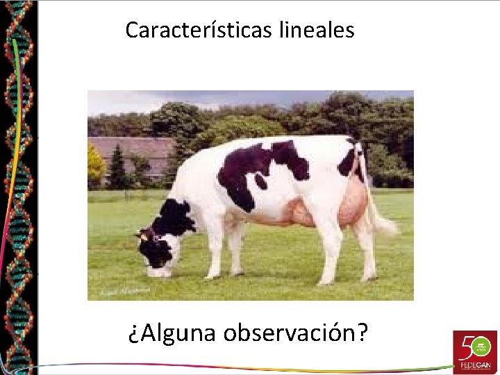 Características lineales ¿Alguna observación? 