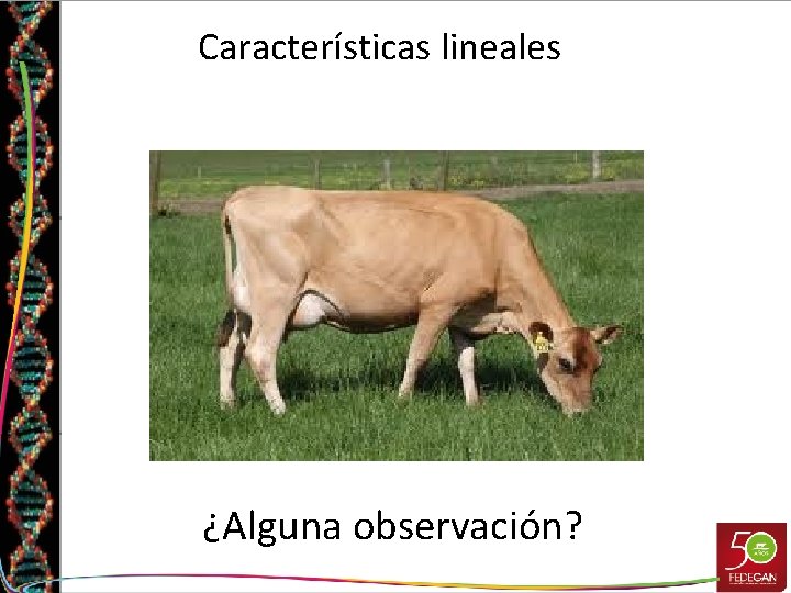 Características lineales ¿Alguna observación? 