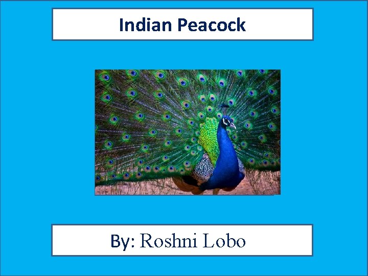 Indian Peacock By: Roshni Lobo 