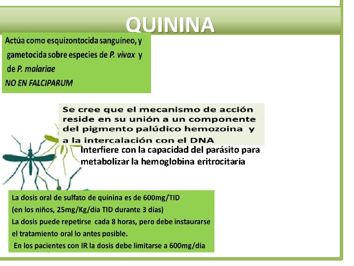 QUININA Interfiere con la capacidad del parásito para metabolizar la hemoglobina eritrocitaria 