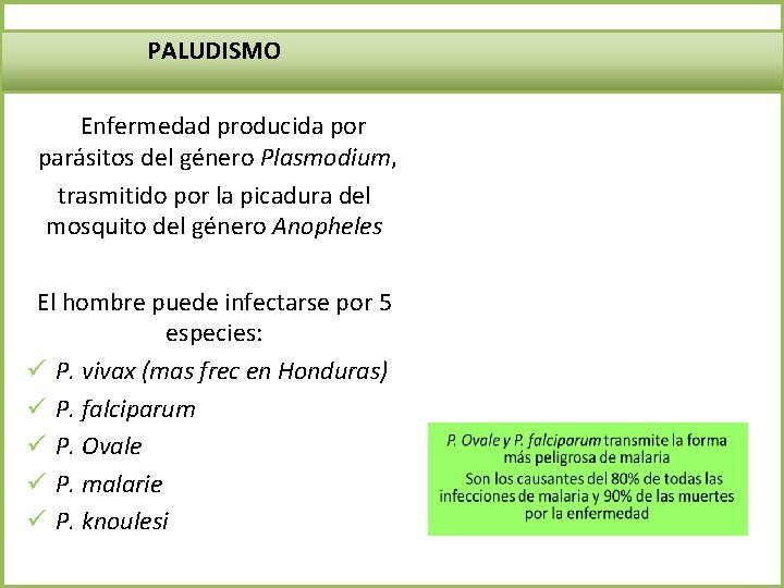 PALUDISMO Enfermedad producida por parásitos del género Plasmodium, trasmitido por la picadura del mosquito