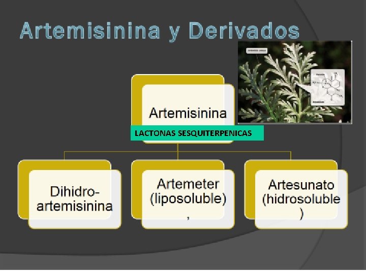 LACTONAS SESQUITERPENICAS 