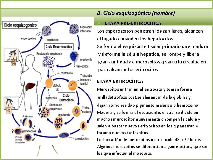 B. Ciclo esquizogónico (hombre) Ø ETAPA PRE-ERITROCITICA Los esporozoítos penetran los capilares, alcanzan el