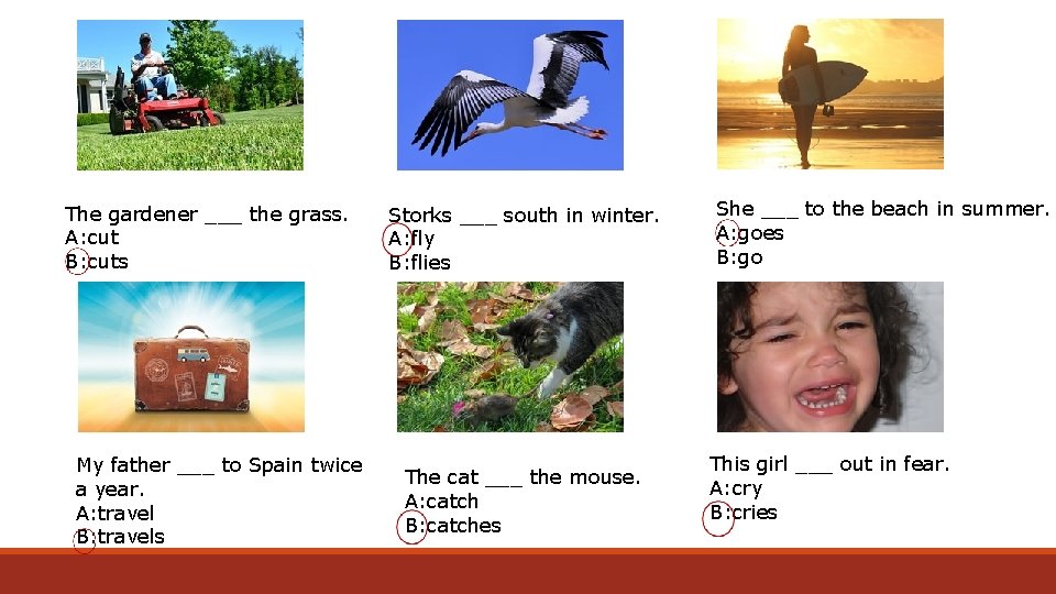 The gardener ___ the grass. A: cut B: cuts My father ___ to Spain
