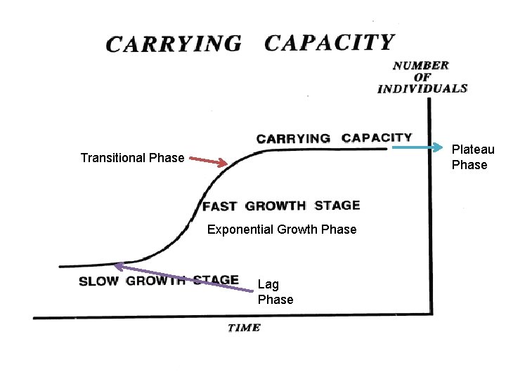 Plateau Phase Transitional Phase Exponential Growth Phase Lag Phase 11/29/2020 Populations. ppt 25 Plateau Phase Transitional Phase Exponential Growth Phase Lag Phase 11/29/2020 Populations. ppt 25