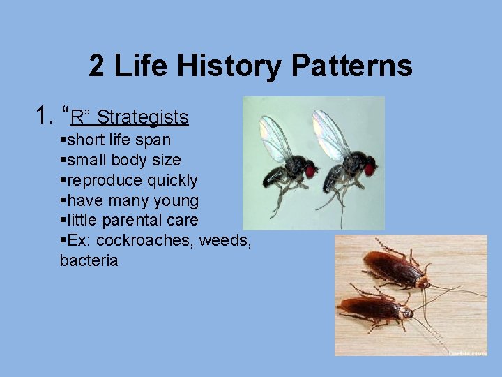 2 Life History Patterns 1. “R” Strategists §short life span §small body size §reproduce 2 Life History Patterns 1. “R” Strategists §short life span §small body size §reproduce