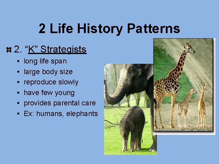 2 Life History Patterns 2. “K” Strategists § long life span § large body 2 Life History Patterns 2. “K” Strategists § long life span § large body