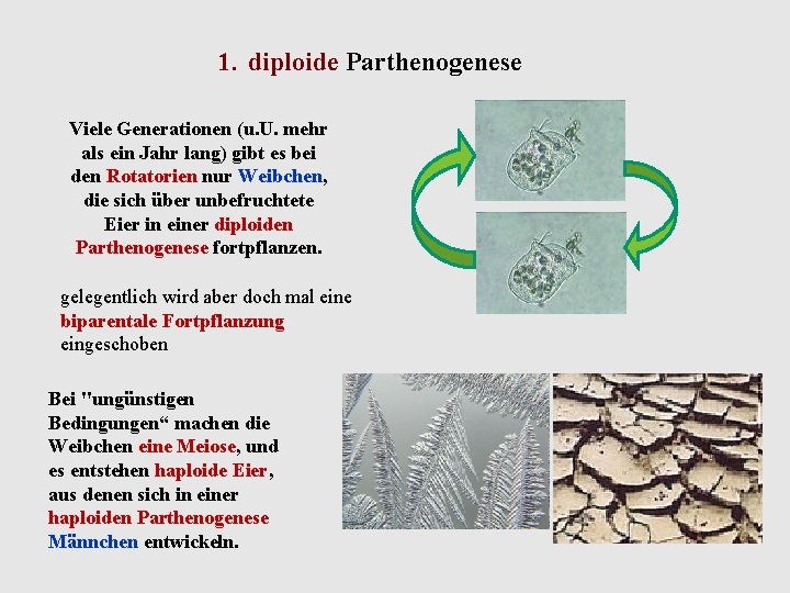 1. diploide Parthenogenese Viele Generationen (u. U. mehr als ein Jahr lang) gibt es