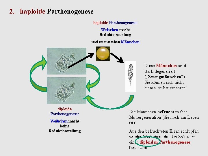2. haploide Parthenogenese: Weibchen macht Reduktionsteilung und es entstehen Männchen Diese Männchen sind stark