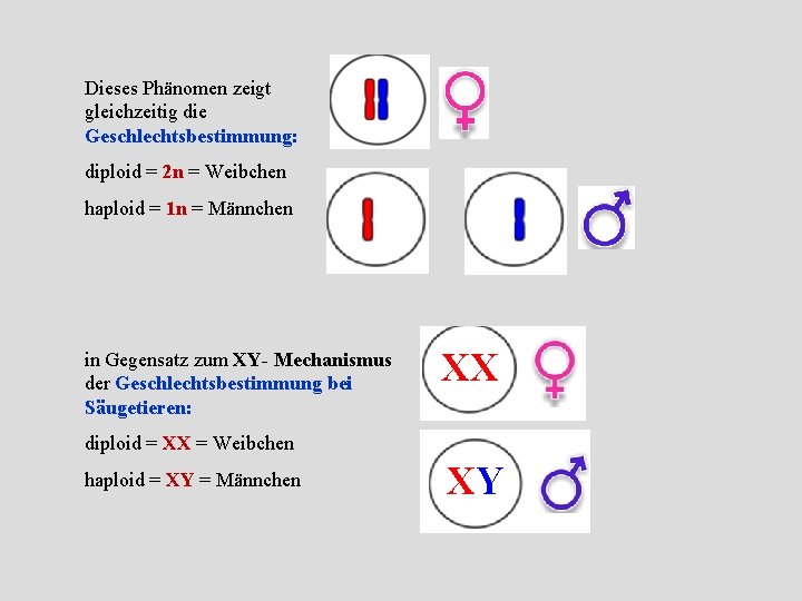 Dieses Phänomen zeigt gleichzeitig die Geschlechtsbestimmung: diploid = 2 n = Weibchen haploid =
