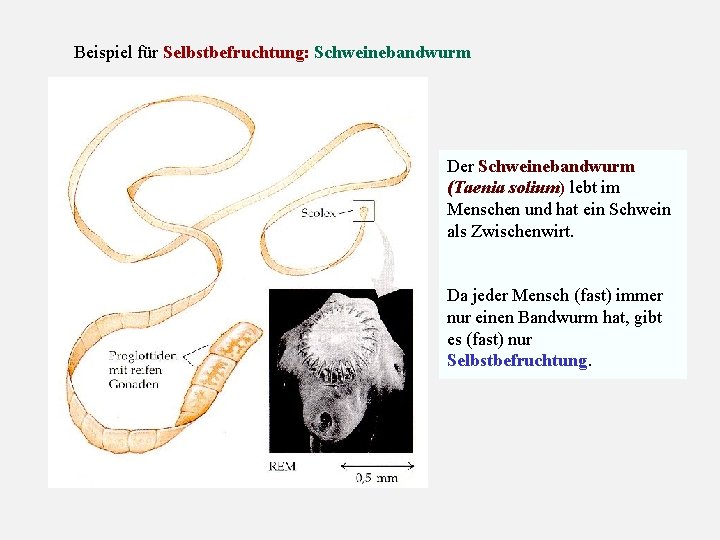 Beispiel für Selbstbefruchtung: Schweinebandwurm Der Schweinebandwurm (Taenia solium) lebt im Menschen und hat ein