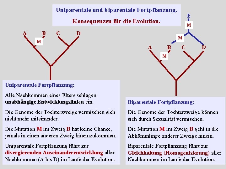 Uniparentale und biparentale Fortpflanzung. E Konsequenzen für die Evolution. A B C M D