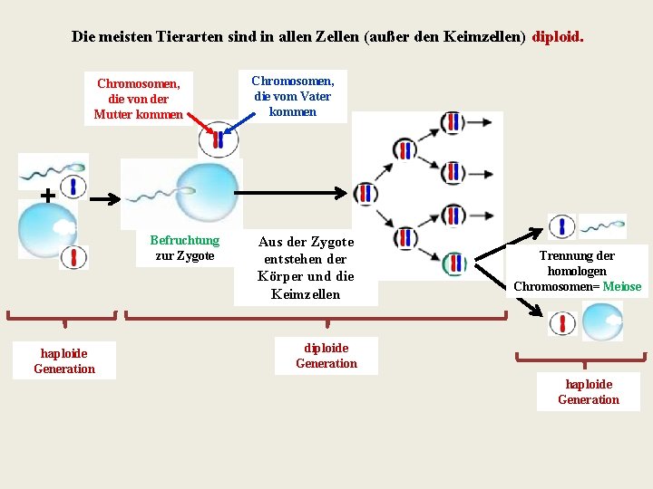 Die meisten Tierarten sind in allen Zellen (außer den Keimzellen) diploid. Chromosomen, die von