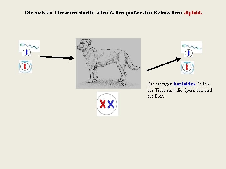 Die meisten Tierarten sind in allen Zellen (außer den Keimzellen) diploid. Die einzigen haploiden