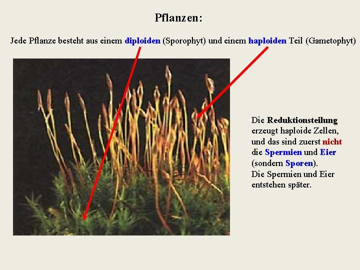 Pflanzen: Jede Pflanze besteht aus einem diploiden (Sporophyt) und einem haploiden Teil (Gametophyt) Die