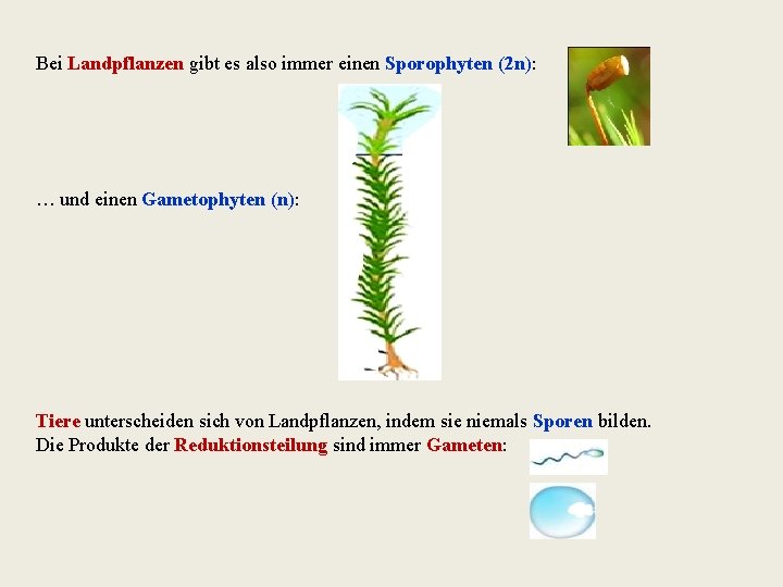 Bei Landpflanzen gibt es also immer einen Sporophyten (2 n): … und einen Gametophyten