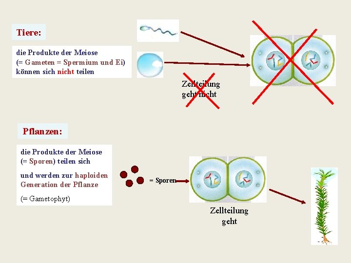 Tiere: die Produkte der Meiose (= Gameten = Spermium und Ei) können sich nicht