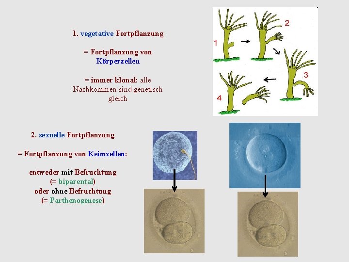 1. vegetative Fortpflanzung = Fortpflanzung von Körperzellen = immer klonal: alle Nachkommen sind genetisch