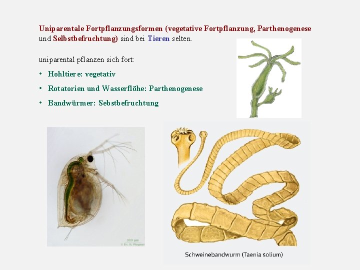 Uniparentale Fortpflanzungsformen (vegetative Fortpflanzung, Parthenogenese und Selbstbefruchtung) sind bei Tieren selten. uniparental pflanzen sich