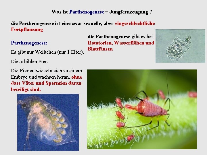 Was ist Parthenogenese = Jungfernzeugung ? die Parthenogenese ist eine zwar sexuelle, aber eingeschlechtliche