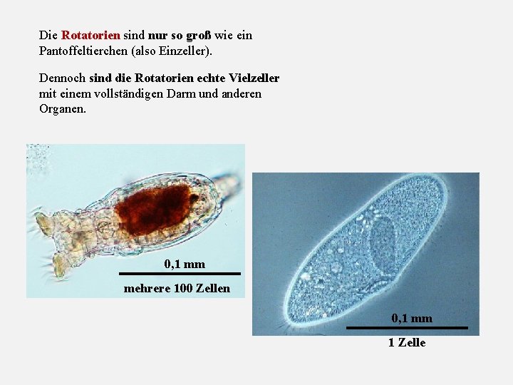 Die Rotatorien sind nur so groß wie ein Pantoffeltierchen (also Einzeller). Dennoch sind die