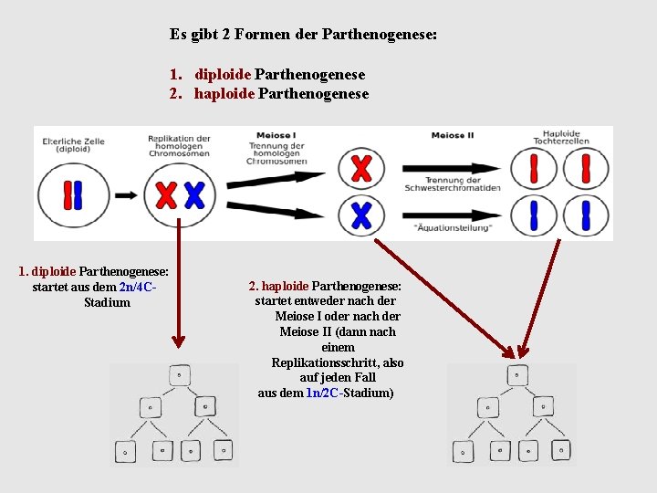 Es gibt 2 Formen der Parthenogenese: 1. diploide Parthenogenese 2. haploide Parthenogenese 1. diploide