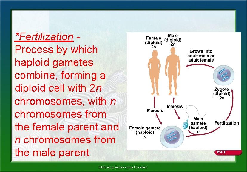 *Fertilization Process by which haploid gametes combine, forming a diploid cell with 2 n