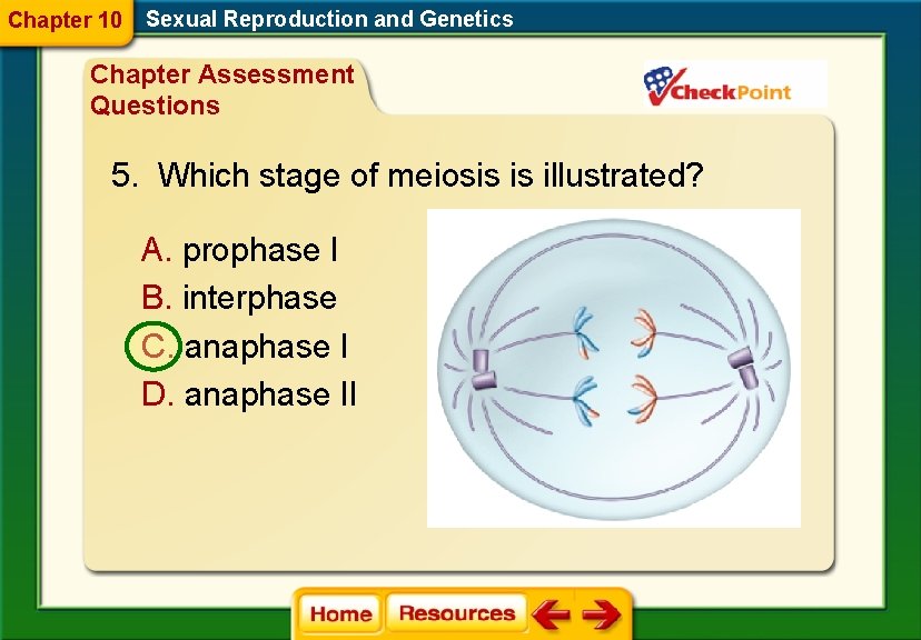 Chapter 10 Sexual Reproduction and Genetics Chapter Assessment Questions 5. Which stage of meiosis