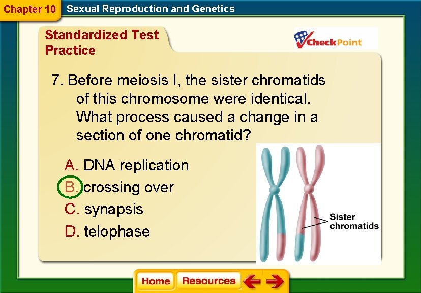 Chapter 10 Sexual Reproduction and Genetics Standardized Test Practice 7. Before meiosis I, the