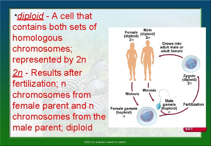 *diploid - A cell that contains both sets of homologous chromosomes; represented by 2