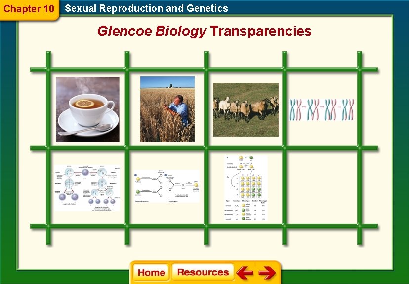 Chapter 10 Sexual Reproduction and Genetics Glencoe Biology Transparencies 