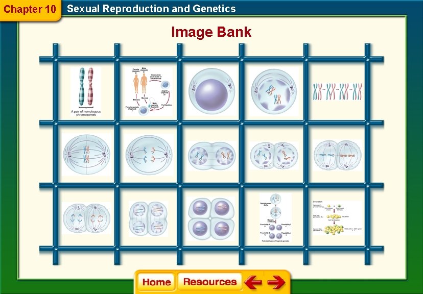 Chapter 10 Sexual Reproduction and Genetics Image Bank 