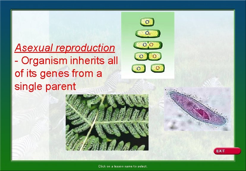 Asexual reproduction - Organism inherits all of its genes from a single parent Click Asexual reproduction - Organism inherits all of its genes from a single parent Click