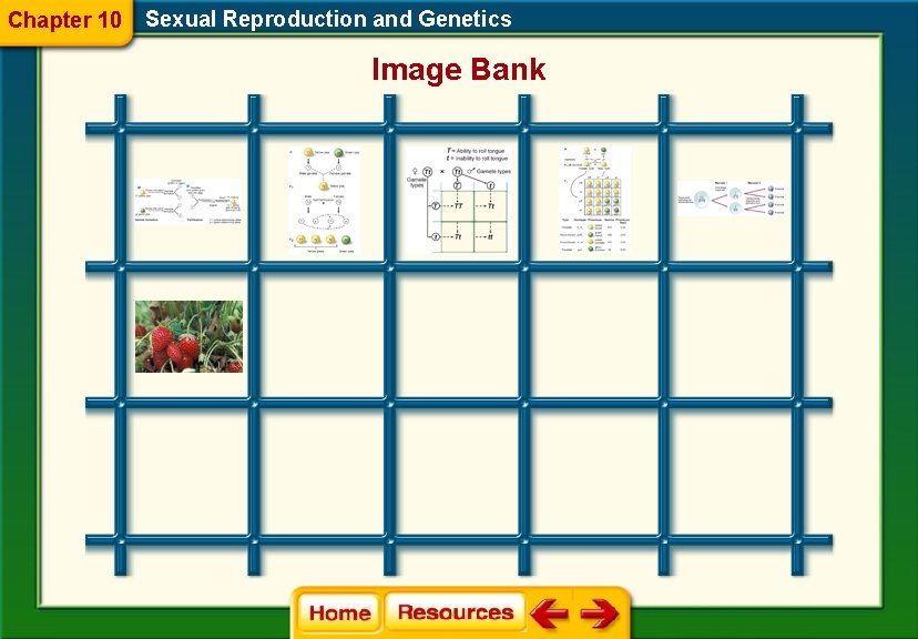 Chapter 10 Sexual Reproduction and Genetics Image Bank 