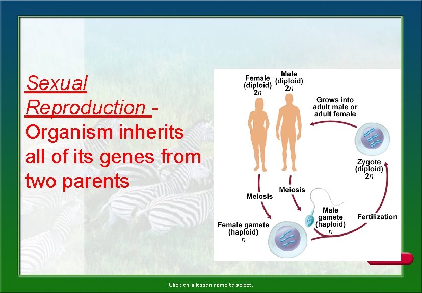 Sexual Reproduction Organism inherits all of its genes from two parents Click on a