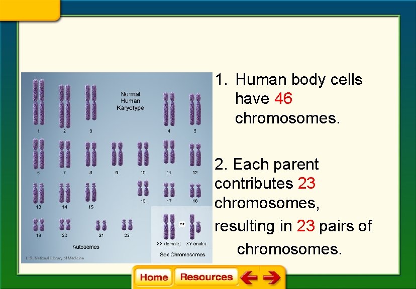 1. Human body cells have 46 chromosomes. 2. Each parent contributes 23 chromosomes, resulting