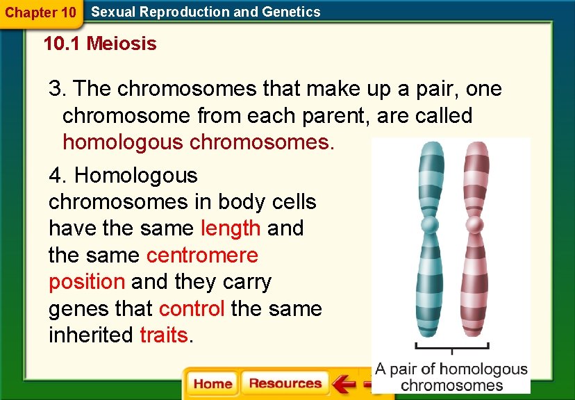 Chapter 10 Sexual Reproduction and Genetics 10. 1 Meiosis 3. The chromosomes that make Chapter 10 Sexual Reproduction and Genetics 10. 1 Meiosis 3. The chromosomes that make